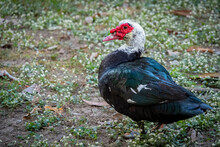 Animal Themes: Muscovy Ducks Or Pato Criollo On The Grass.