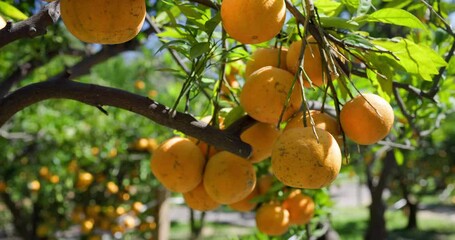 Wall Mural - Orange tree in orange garden