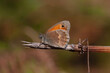 little butterfly on the dry branch, Small Heath, Coenonympha pamphilus