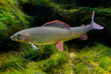 Grayling, Thymallus Thymallus - Freshwater Fish