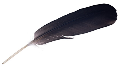 Poster - large black isolated one feather