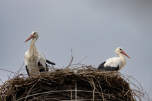 Two White Storks On A Nest