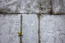 Asplenium Trichomanes Fern Growing In A Granite Stone Wall - Maidenhair Spleenwort