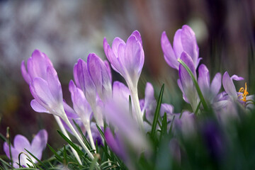 Wall Mural - Krokusse