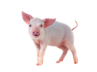 Sticker - smiling pig isolated on white background