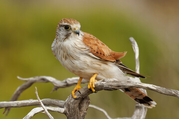 Wall Mural - nankeen kestrel - falco cenchroides also australian kestrel, bird raptor native to australia and new