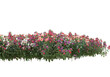 Field of plants isolated on transparent background. 3d rendering -