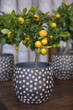 Calamondin or Citrus mitis plant with ripe small orange fruits potted at the greek garden shop in early spring.