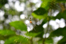 A Golden Orb-weaver Spider Claims On Spiderweb With Bokeh Lights And Green Nature Blurred Background.