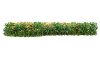 Fototapete - Field of foliage isolated on transparent background. 3d rendering - illustration