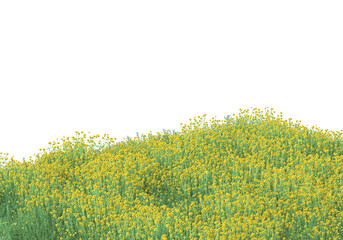 Fototapete - Field of foliage isolated on transparent background. 3d rendering - illustration