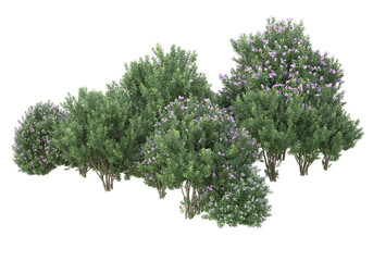 Fototapete - Field of foliage isolated on transparent background. 3d rendering - illustration