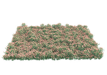 Fototapete - Field of grass isolated on transparent background. 3d rendering - illustration