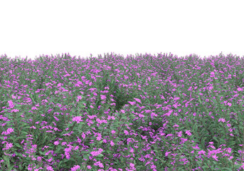 Fototapete - Field of grass isolated on transparent background. 3d rendering - illustration