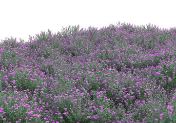 Fototapete - Field of grass isolated on transparent background. 3d rendering -