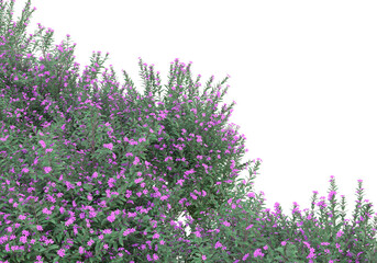 Fototapete - Field of grass isolated on transparent background. 3d rendering - illustration