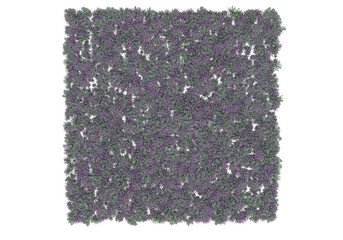 Fototapete - Field of grass isolated on transparent background. 3d rendering - illustration