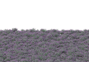 Fototapete - Field of grass isolated on transparent background. 3d rendering - illustration