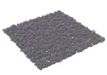 Fototapete - Field of grass isolated on transparent background. 3d rendering - illustration