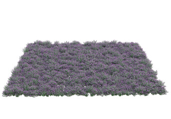 Fototapete - Field of grass isolated on transparent background. 3d rendering - illustration