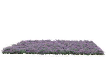 Fototapete - Field of grass isolated on transparent background. 3d rendering - illustration