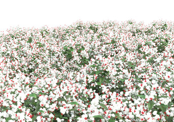 Fototapete - Field of grass isolated on transparent background. 3d rendering - illustration