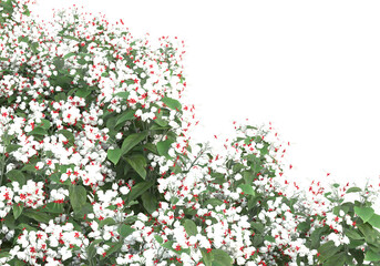 Fototapete - Field of grass isolated on transparent background. 3d rendering - illustration