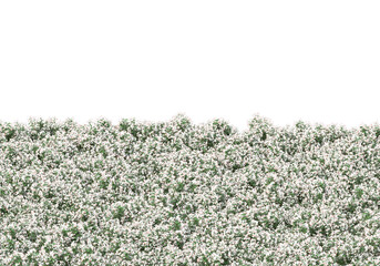 Fototapete - Field of grass isolated on transparent background. 3d rendering - illustration