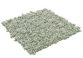 Fototapete - Field of grass isolated on transparent background. 3d rendering - illustration