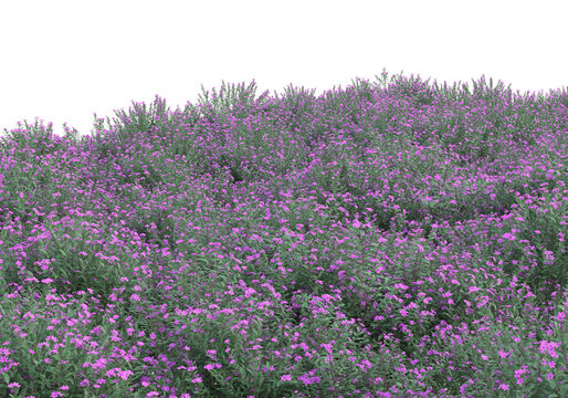 Field of grass isolated on transparent background. 3d rendering -