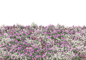 Fototapete - Field of grass isolated on transparent background. 3d rendering - illustration