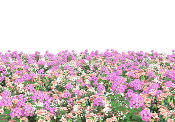 Fototapete - Field of grass isolated on transparent background. 3d rendering - illustration