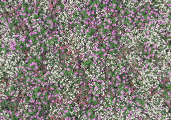 Fototapete - Field of grass isolated on transparent background. 3d rendering - illustration