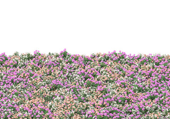 Fototapete - Field of grass isolated on transparent background. 3d rendering - illustration