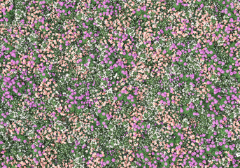 Fototapete - Field of grass isolated on transparent background. 3d rendering - illustration
