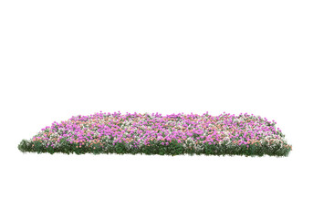 Fototapete - Field of grass isolated on transparent background. 3d rendering - illustration