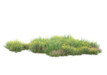 Field Of Grass Isolated On Transparent Background. 3d Rendering - Illustration