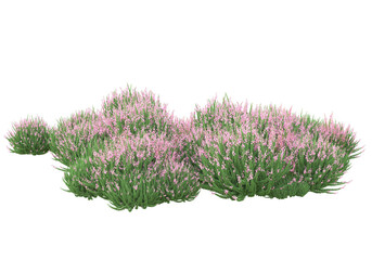 Poster - Field of grass isolated on transparent background. 3d rendering - illustration