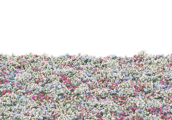 Poster - Field of grass isolated on transparent background. 3d rendering - illustration