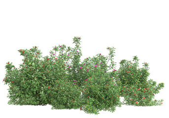 Poster - Field of grass isolated on transparent background. 3d rendering - illustration