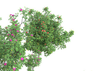 Fototapete - Field of grass isolated on transparent background. 3d rendering - illustration