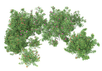 Fototapete - Field of grass isolated on transparent background. 3d rendering - illustration