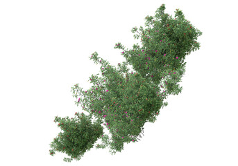 Fototapete - Field of grass isolated on transparent background. 3d rendering - illustration