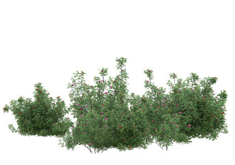 Fototapete - Field of grass isolated on transparent background. 3d rendering - illustration