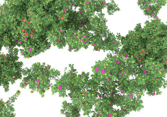 Fototapete - Field of grass isolated on transparent background. 3d rendering - illustration