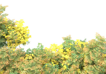 Fototapete - Foliage isolated on transparent background. 3d rendering - illustration