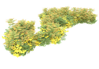 Fototapete - Foliage isolated on transparent background. 3d rendering - illustration