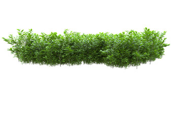 Fototapete - Foliage isolated on transparent background. 3d rendering - illustration