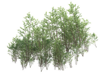 Fototapete - Foliage isolated on transparent background. 3d rendering - illustration