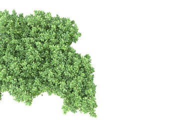 Fototapete - Foliage isolated on transparent background. 3d rendering - illustration